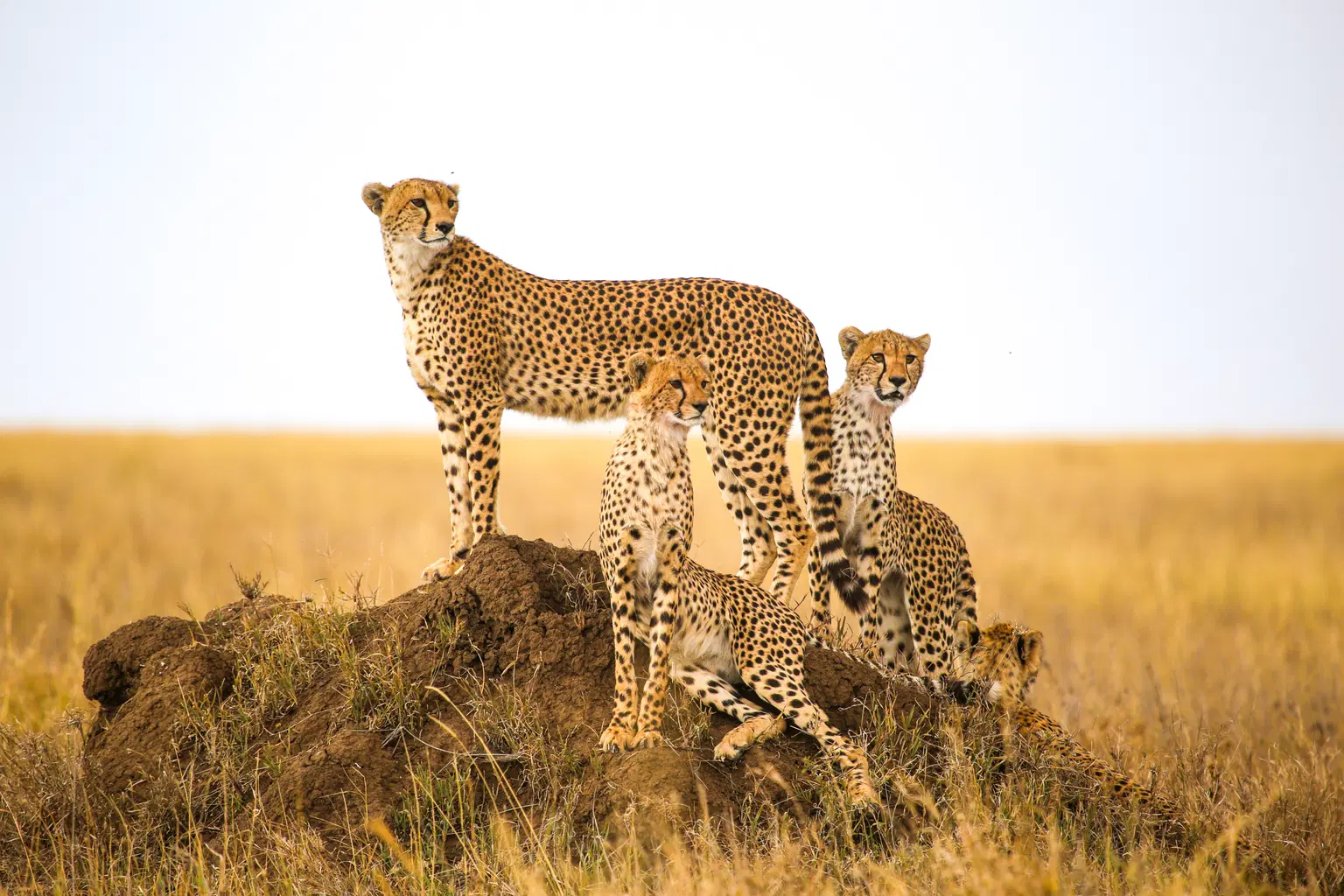 <em>Kenya</em> Tour Packages From Raipur