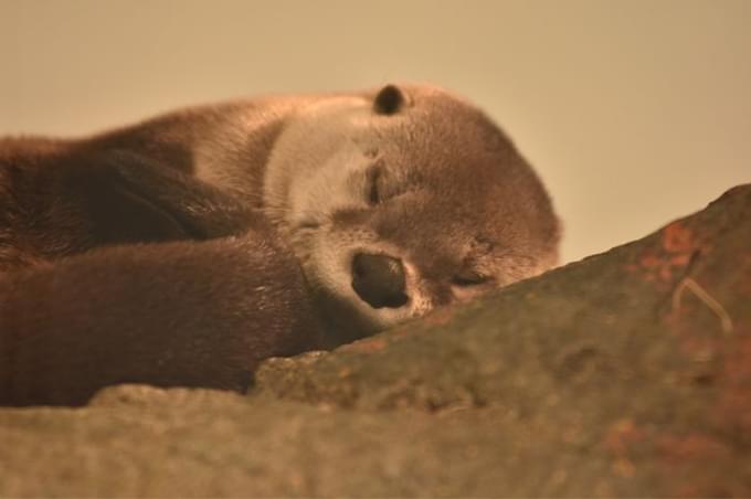 River otters