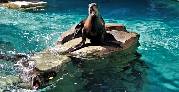 Vancouver Aquarium