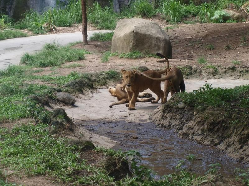 Lioness playing at Bali Safari and Marine Park