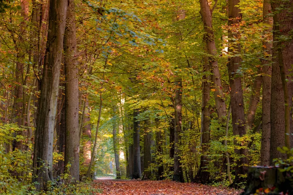 Amsterdamse Bos
