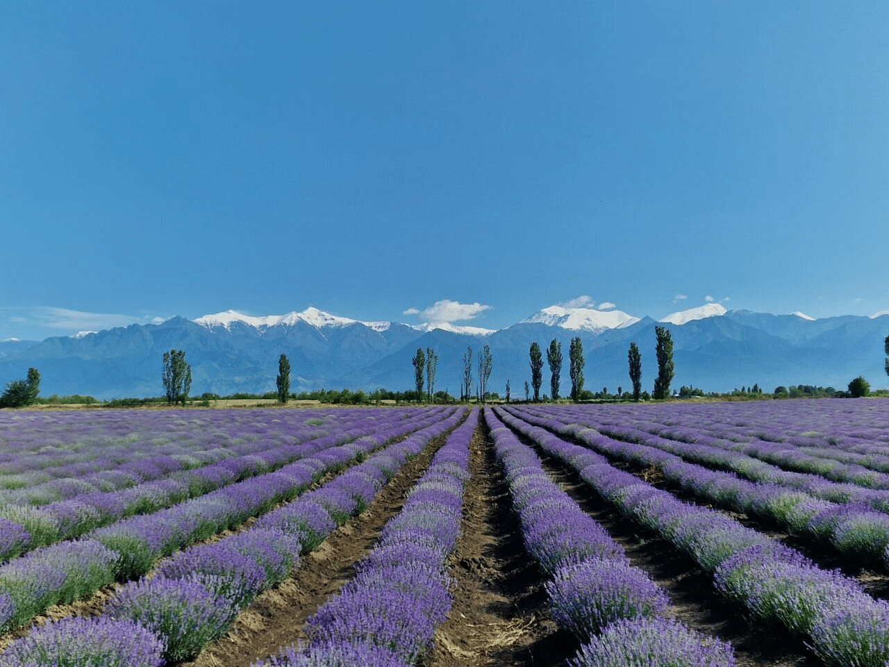 Essenso Lavender Field, Gabala Overview