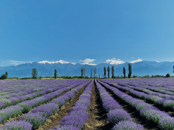 Essenso Lavender Field, Gabala