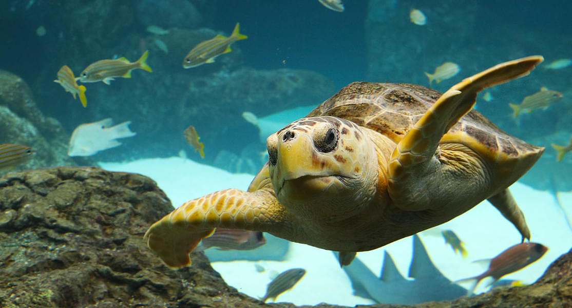 Visit the Florida Aquarium to see beautiful turtles, penguins, sharks, and alligators