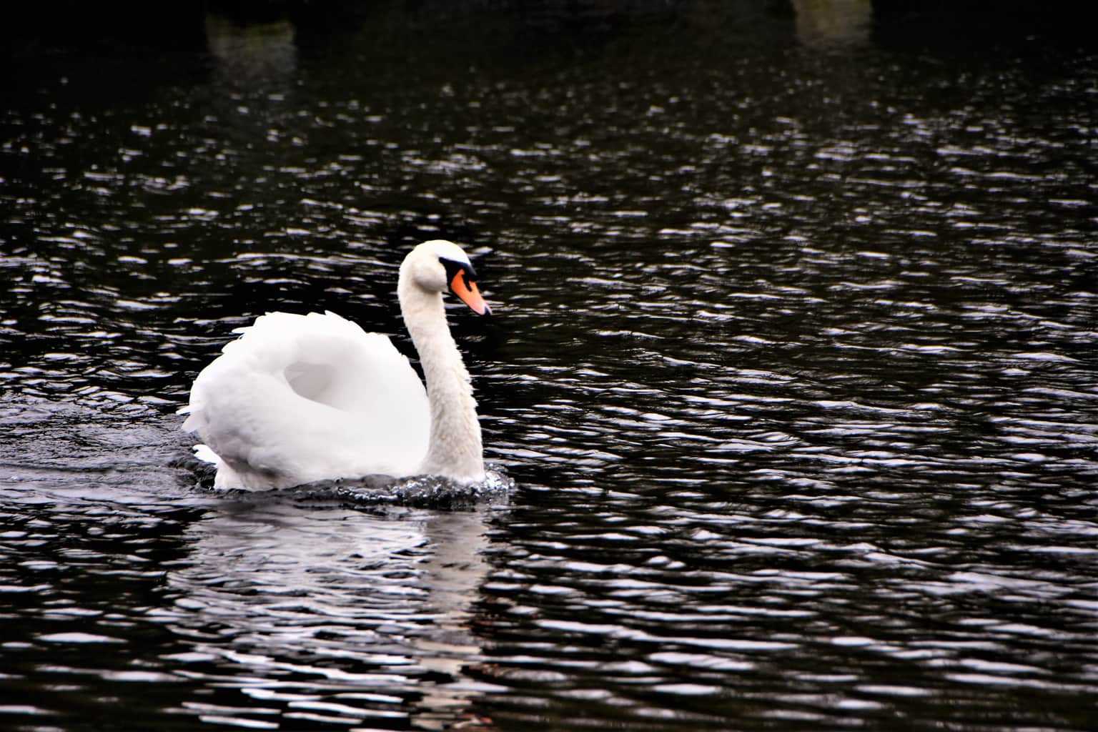 Bird Sanctuary