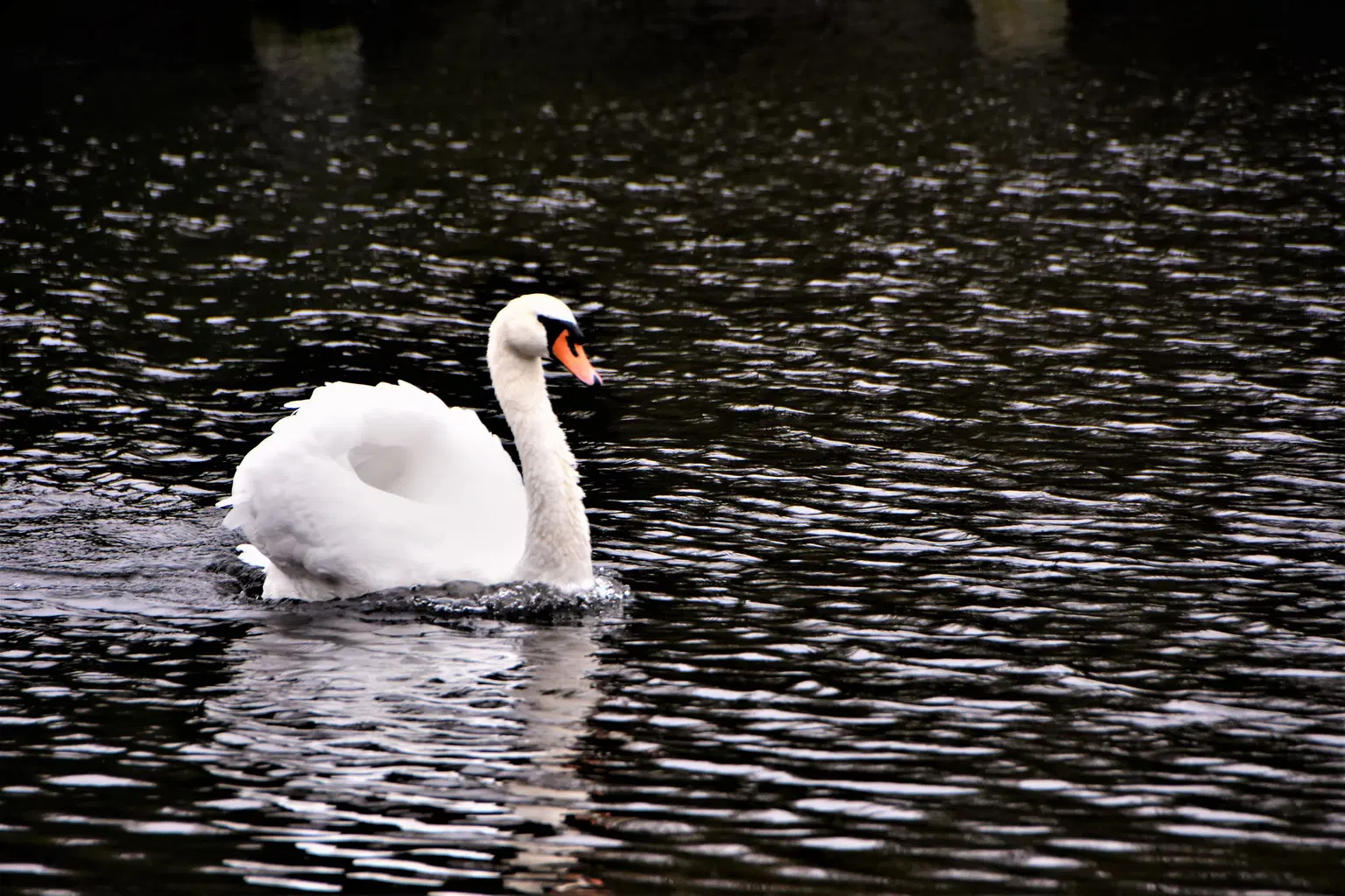 Bird Sanctuary