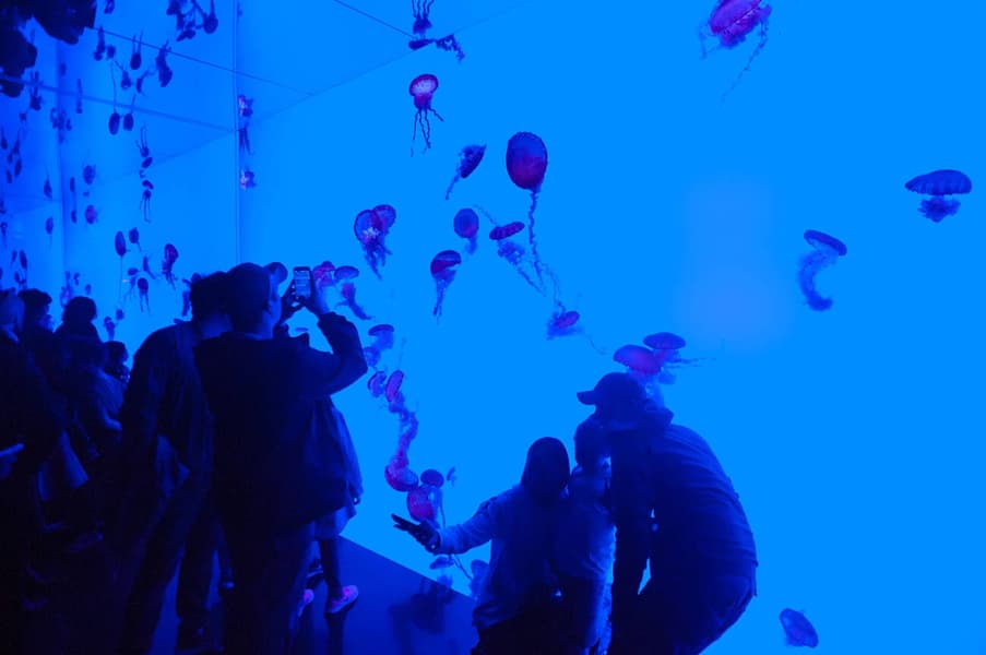 Ripley's Aquarium of Canada Tickets Image