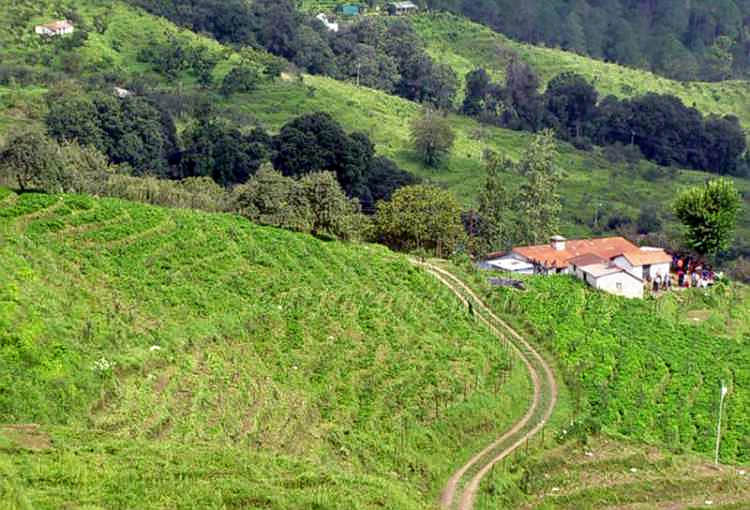 Chaubatia, <em>Ranikhet</em>