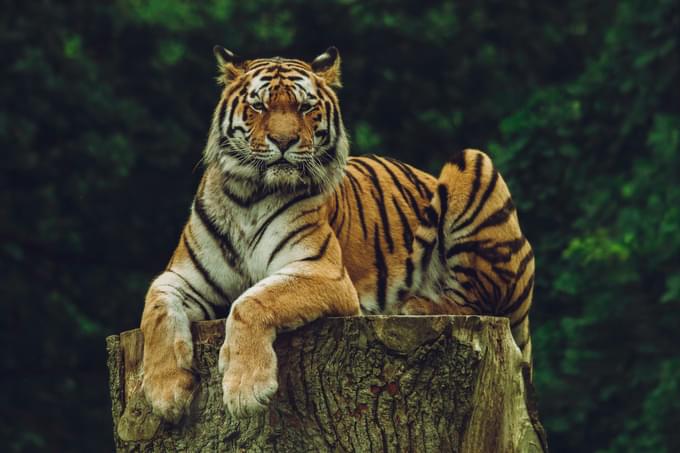 Malayan tiger