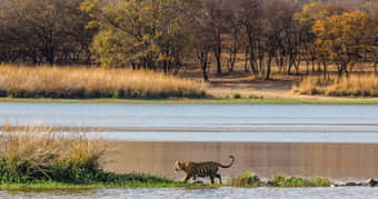Gaze at the magnificence of the Ranthambore tigers amidst the ecstatic natural beauty of the place