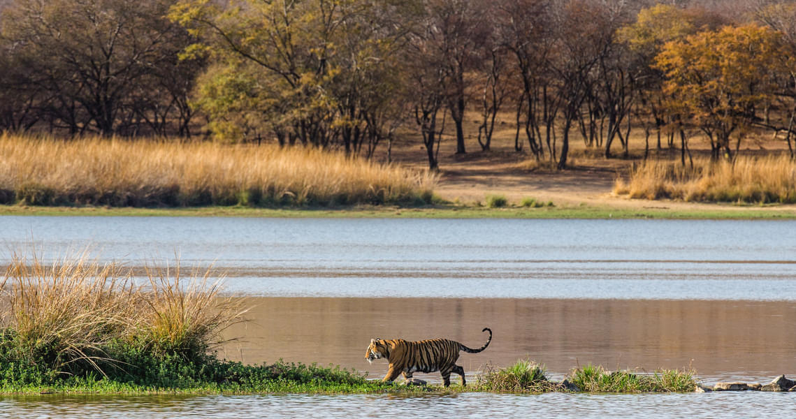 Ranthambore Tour Package from Jaipur Image