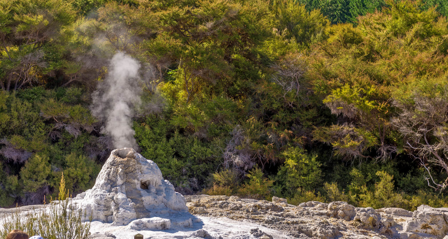 Lady Knox Geyser, <em>Rotorua</em>