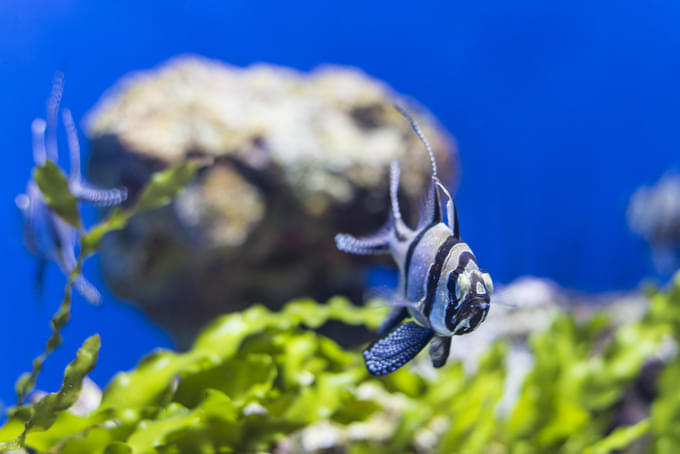 Meet Sea Creatures at SEA LIFE London