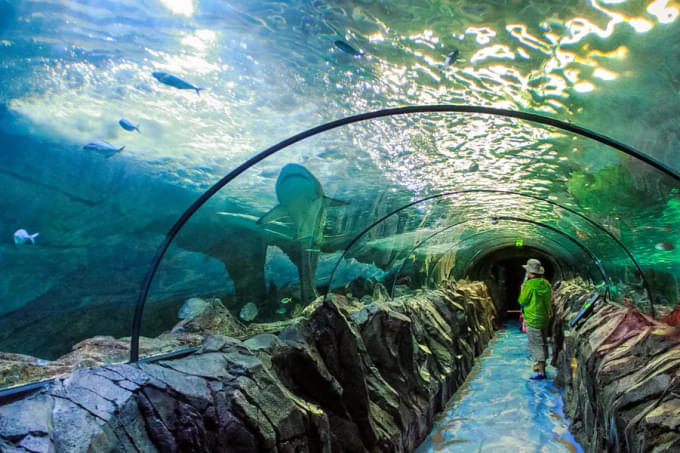 SEA LIFE Sydney Aquarium