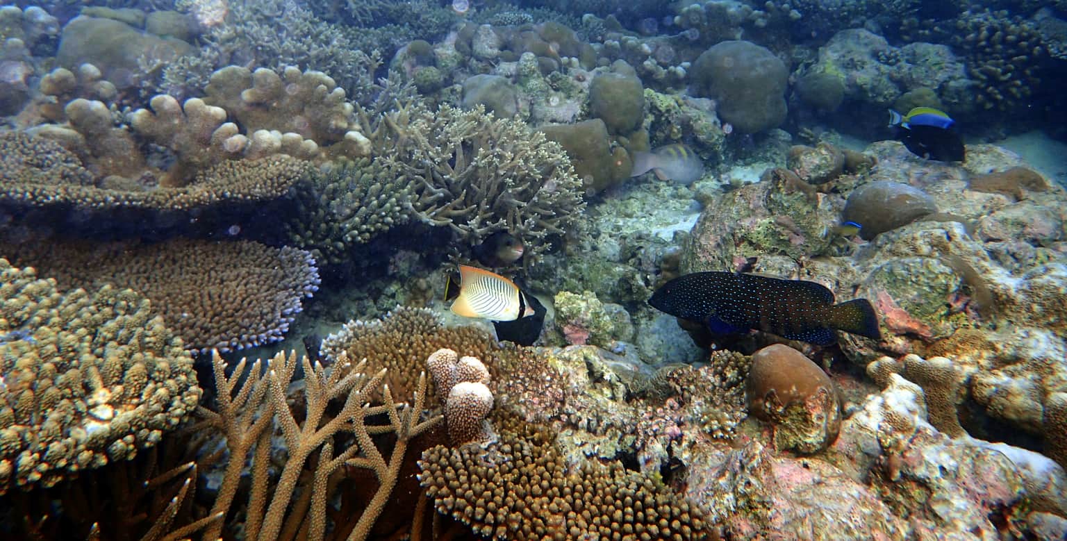 Coral Colonies