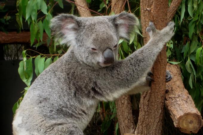 Lone Pine Koala Sanctuary Tickets