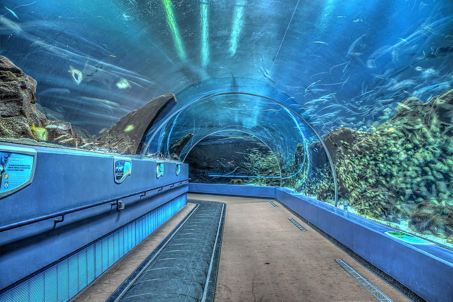 Stroll through the Ocean Tunnel which is a home to hundreds of animal species