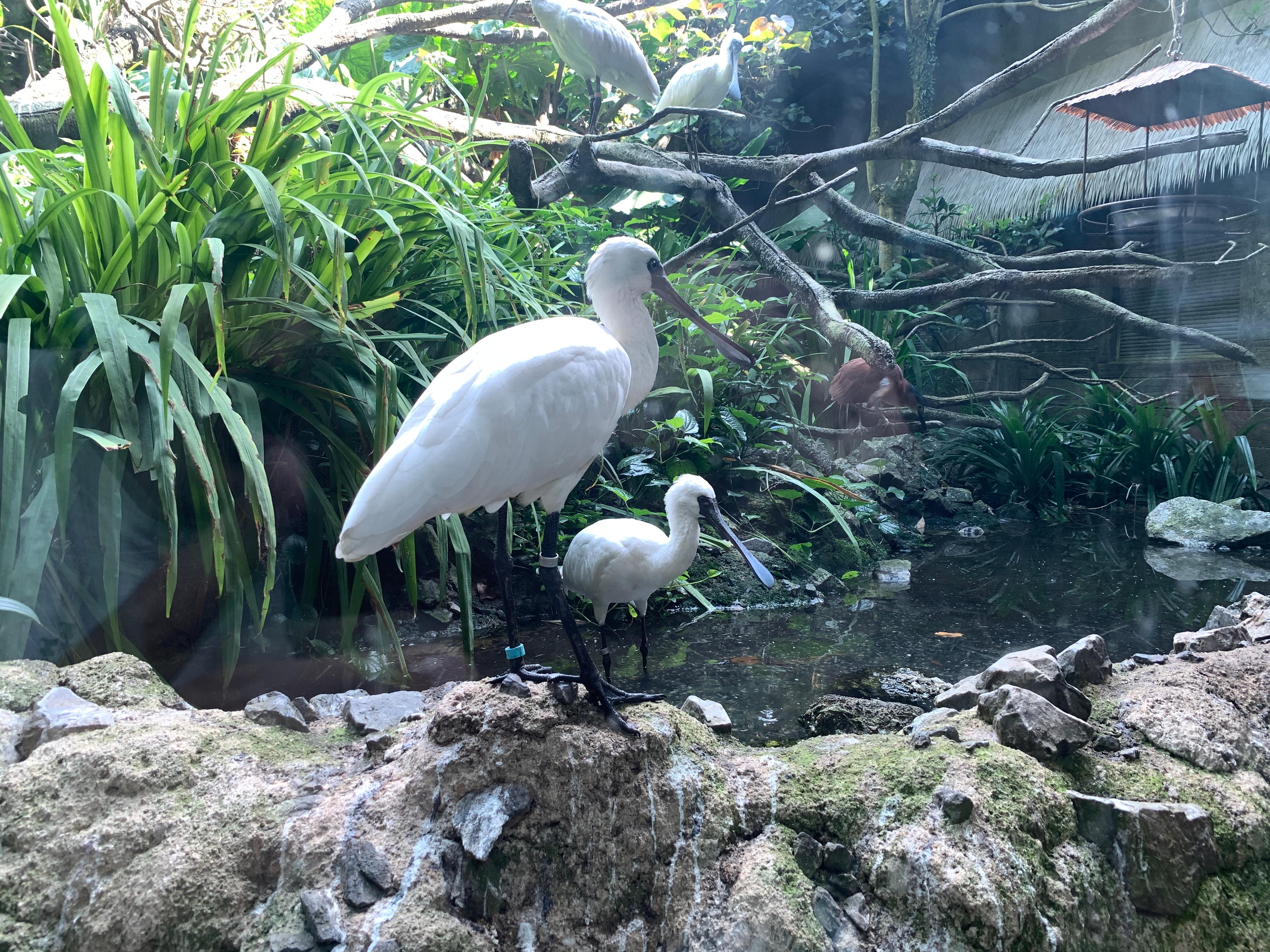 Swam at Singapore Zoo