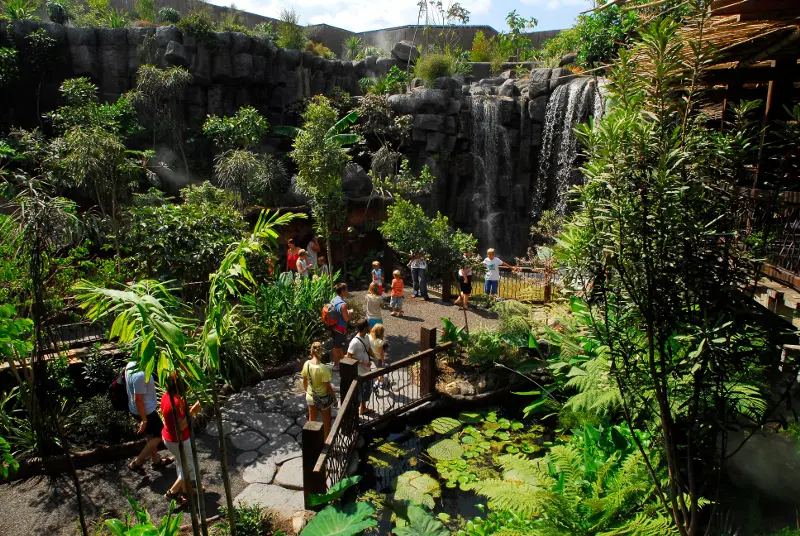 Visit the Jungle