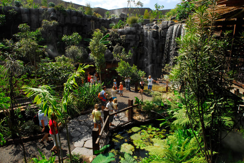 Visit the Jungle