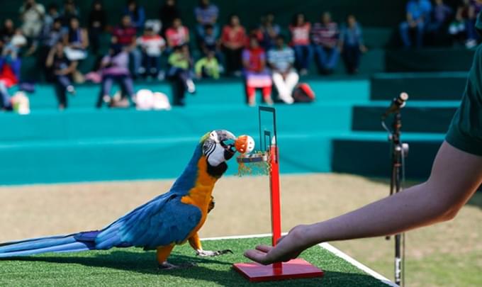 Exotic Bird Show