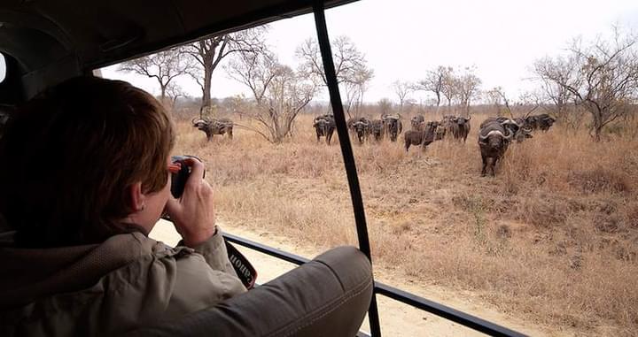 Kruger national park safari