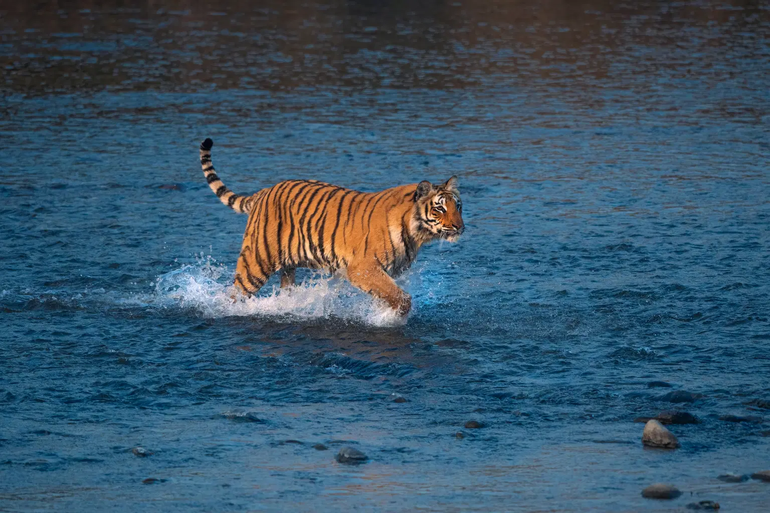 <em>Jim Corbett</em> Tour Packages From Surat
