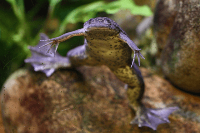 African Clawed Frog