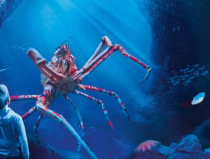 Say hello to the Giant Crab at the Sea Life Aquarium, Manchester