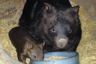 Mvn8x1buf1s3rkaoamfol2dzzvj3 a235, ballarat wildlife park, ballarat, australia, wombats, 2007