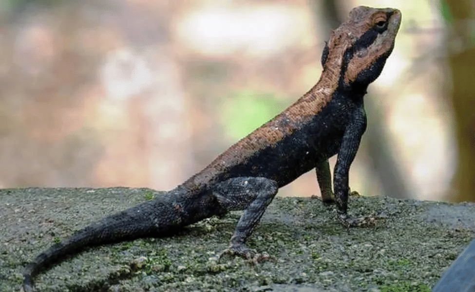 Reptiles