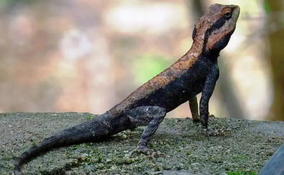 Reptiles