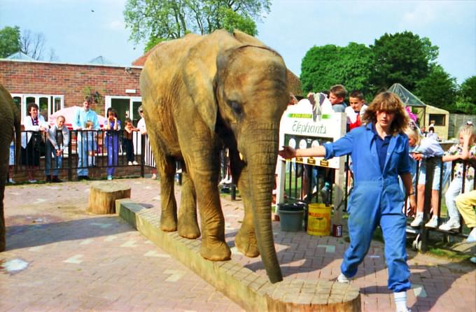 Elephant in Colchester Zoo