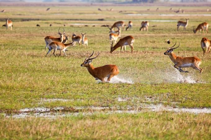 Kafue National Park.jpg