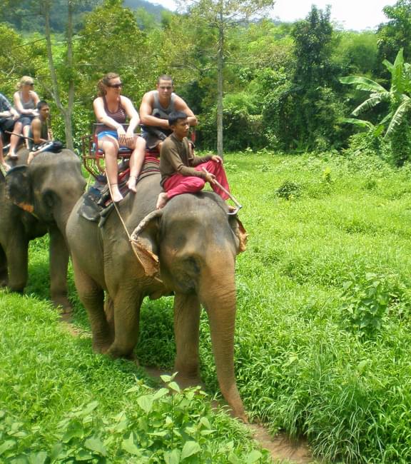 Buy Thai Elephant Shorts Online In India -  India