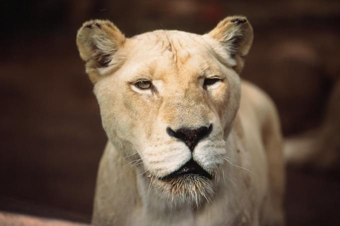 White Lion in Tenerife Jungle Park