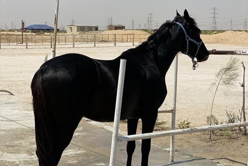 Horse Riding in Al-Khobar Image