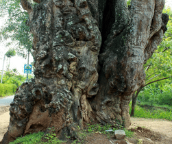 My55q0hjx9g5ijz9gerbhxxchx70 kebiliththa