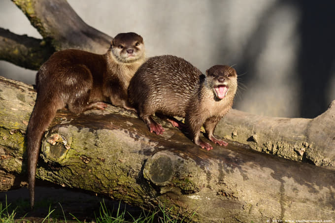 Look at the Asian small-clawed Otter moving around