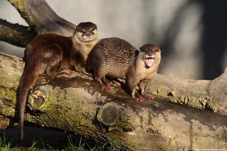 Look at the Asian small-clawed Otter moving around