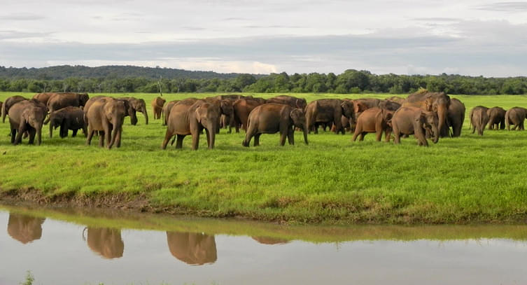 Minneriya & Kaudulla National Parks