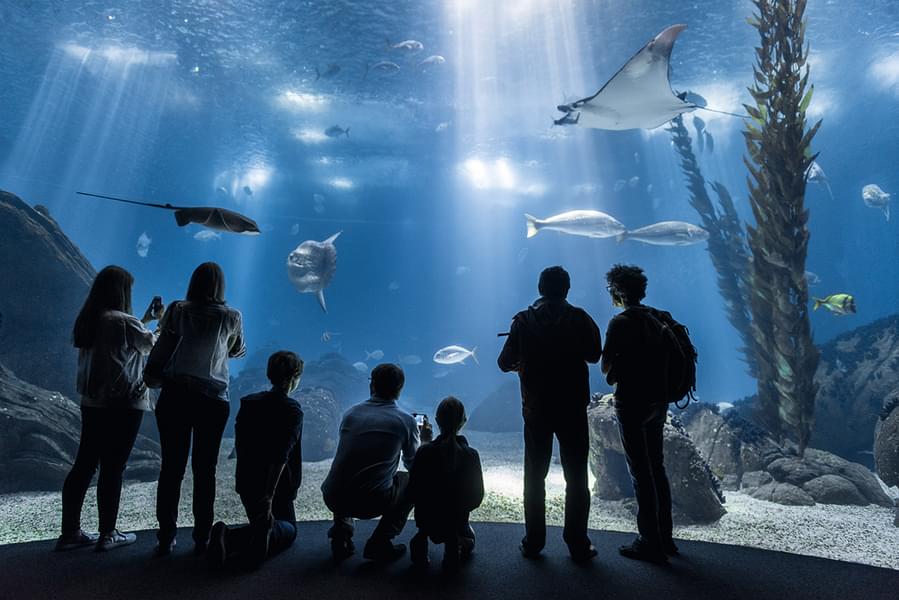 Lisbon Oceanarium Tickets Image
