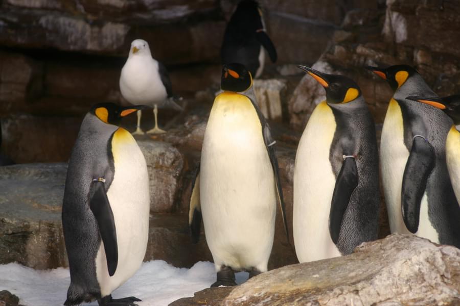 Enjoy interacting with the adorable penguins at the park