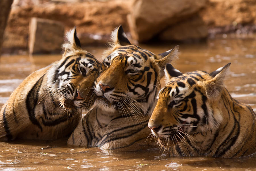 Ranthambore Tour Package from Jaipur Image