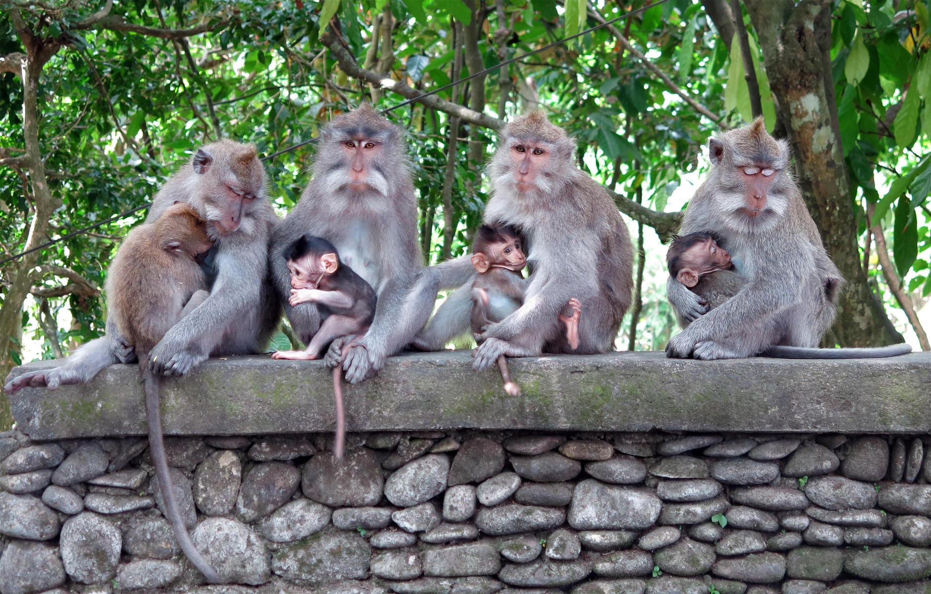 See a lot of monkeys here