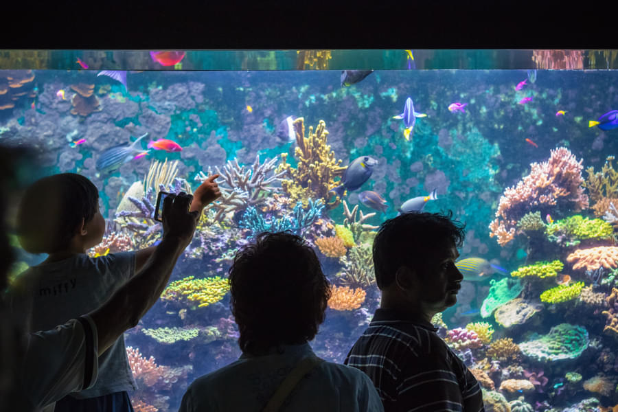 Kids will love the colorful corals and fishes at the aquarium