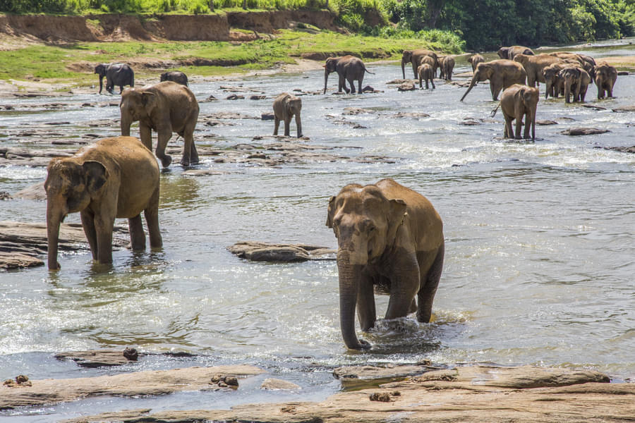 Jim Corbett Weekend Tour from Delhi Image