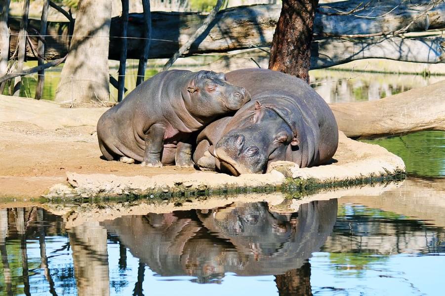 Melbourne Zoo Tickets Image