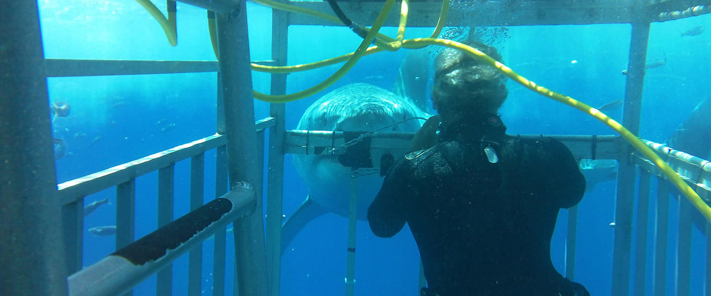 Exhilarating experience of being face-to-face with sharks
