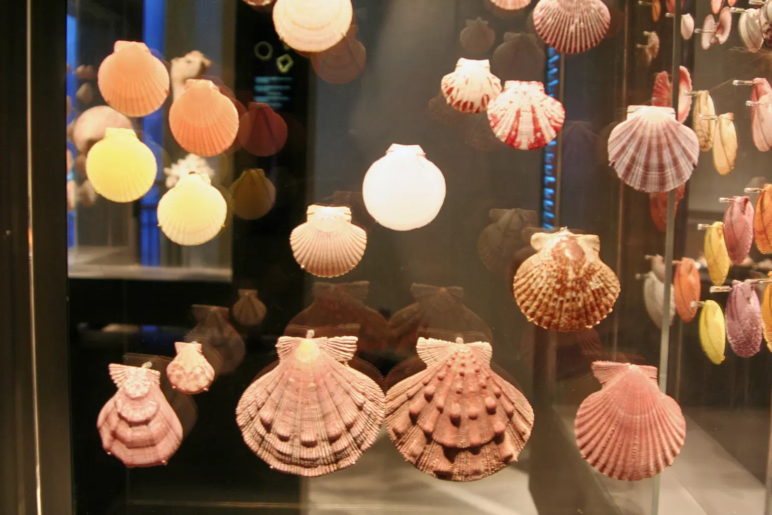 Phuket Seashell Museum